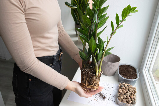 Woman holding zamioculcas plant with exposed roots during repotting. Concept of  zamioculcas repotting, plant care, home gardening
