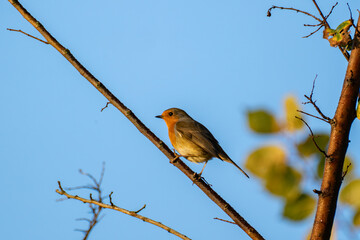 European robin perched on a branch in warm evening light