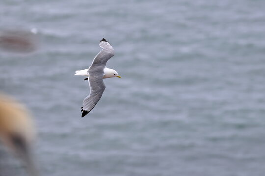 kittiwake