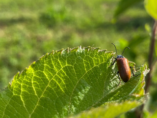 bug on leaf
