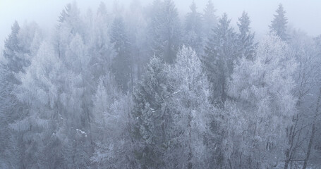 AERIAL: Forest treetops dusted in snow and shrouded in thick winter fog. Conifers and deciduous trees blend into soft, muted landscape, creating an atmospheric scene captured from above on a cold day.