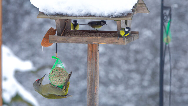 CLOSE UP: Green woodpecker hangs from a tallow ball attached to a snowy bird feeder, where great tits are feeding. Charm of garden wildlife and watching natural behaviour of birds during cold season.