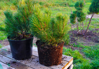Repotting Mugo Pine. Dwarf Mugo Pine grown in closed root system. Mugo pine Mughus from a pot. Spruce plants growing, ornamental trees planting. Bonsai from nursery stock. Repot young coniferous tree.