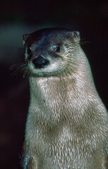 Closeup portrait of a River Otter, Lutra canadensis