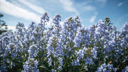Obraz premium Violet flowers blooming in the field with a blue sky and clouds, beautiful natural scenery.