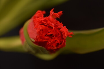 Close-up red tulip blossom