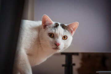 kot, kicia, domowy kot, portret, żółte oczy,  © Adrian Jaśpiński