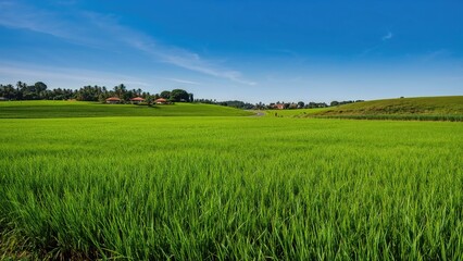 Fototapeta premium Lush green fields in a pastoral landscape under a clear blue sky. Agricultural and rural scenery. Nature and farmland. The beauty of natural greenery.
