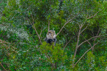 Blue monkey or diademed monkey in the forest of Kenya.