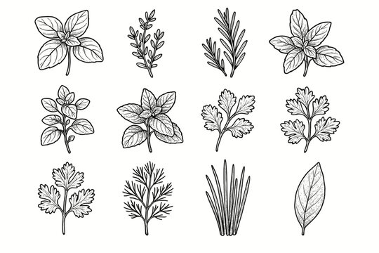 Vector rosemary mint herbs icon chives oregano thyme herb aromatic botanical leaf