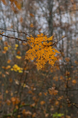 A yellow autumn leaf with holes hanging on a tree branch against a background of trees in a November park.