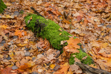 A tree branch covered with green moss and yellowing, dry, colorful leaves. A park in November.