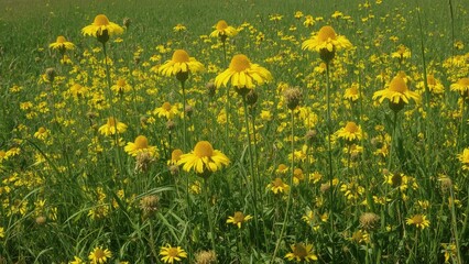 Obraz premium A field of yellow flowers with green grass and a clear sky.