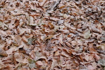 close up of dried mushrooms