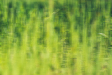Abstract Green Grass Background with Vertical Motion Blur
