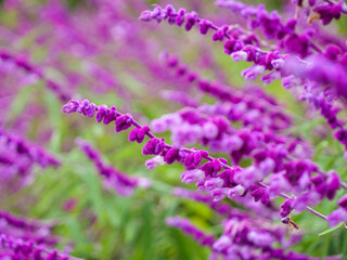 秋の神戸布引ハーブ園の花々