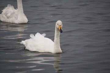 Obraz premium A close up of a Whooper Swan at Martin Mere Nature Reserve