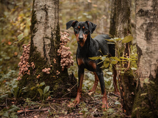 Naklejka premium A black and tan German Pinscher found mushrooms honey agarics, growing on a tree