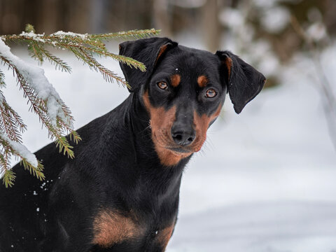 Dog, black and tan German Pinscher, portrait against a winter forest backdrop