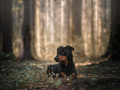 A black and tan German Pinscher lies on the grass in a pine forest in spring