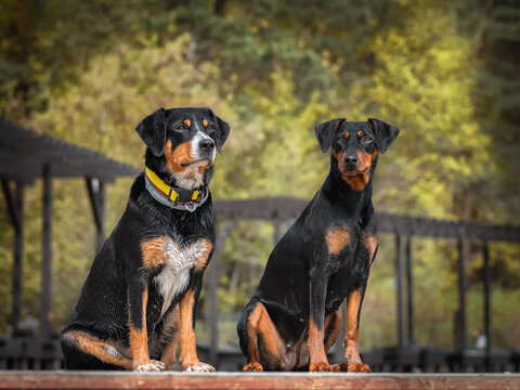 Two dogs sitting on the beach, an Entlebucher Mountain Dog and a German Pinscher