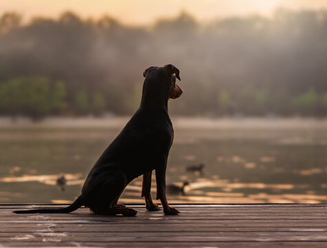 A black and tan German Pinscher sits in the fog on a pond, watching a summer sunset.