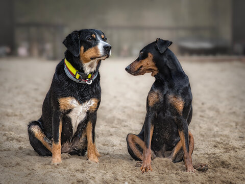 Two dogs sit on the sand at the beach, an Entlebucher Mountain Dog and a German Pinscher