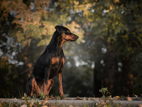 A black and tan German Pinscher sits in profile against a backdrop of autumn trees