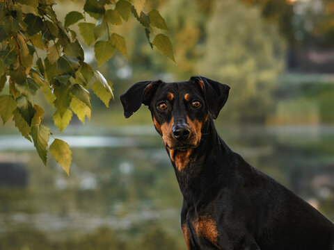 A black and tan German Pinscher looks forward against an autumn landscape