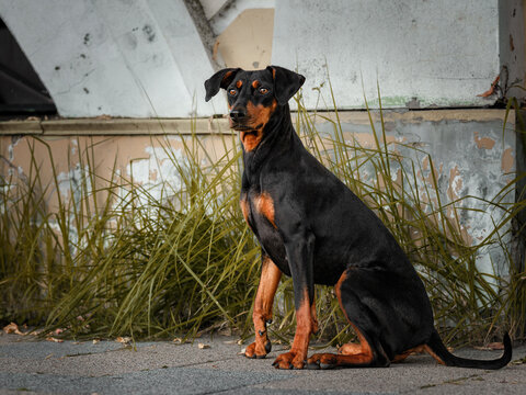A black and tan German Pinscher sits against an old wall