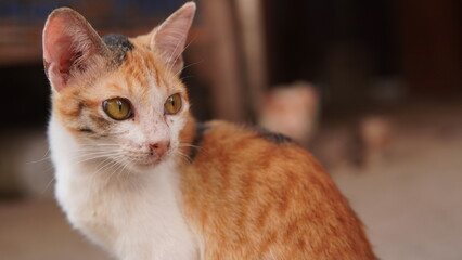 Three-colored domestic cat on a blurred background. Calico cat. Pet.