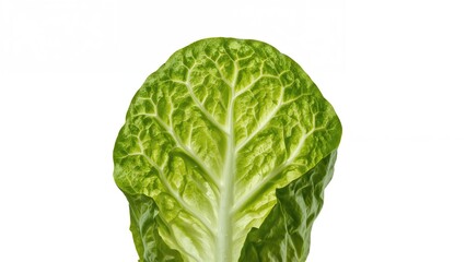 Fototapeta premium Lettuce head, fresh green leafy vegetable, close-up, healthy food, agricultural product.