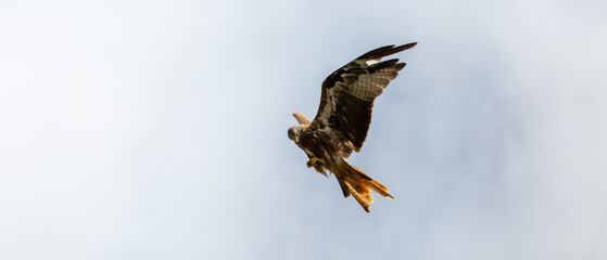 red tailed hawk