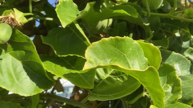 Green passion fruits hanging on the tree in the garden.Passiflora edulis also known as Maracuya or Parcha on the vine close up.Tropical fruits concept. Selective focus.