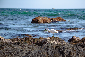 Vida salvaje, se observa como la gaviota esta buscando su comida