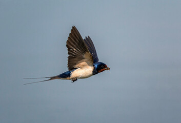 A barn swallow bird with blades of grass in its beak flies near a pond on a summer day