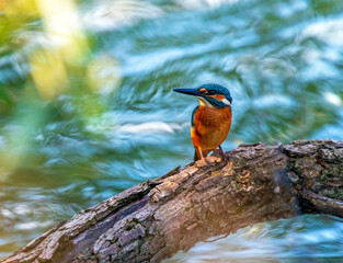 A colorful kingfisher bird sits on a tree by a pond against the background of bright blue water