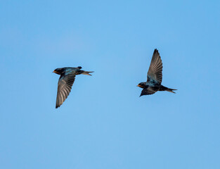 Two barn swallows flying against the blue sky one after another