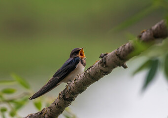 A barn swallow chick sits on a branch in a summer garden with its hungry beak open