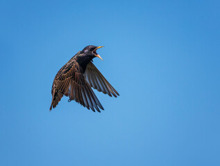 Portrait of a black starling bird flying against a blue sky and screaming with its beak open