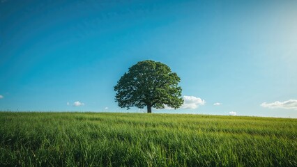 A solitary tree in a vast grassy field under a clear blue sky with clouds.