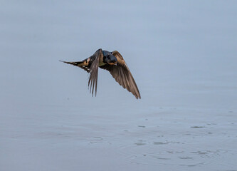 A barn swallow bird flies over water on a summer day