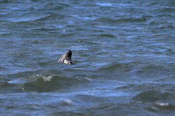 Fototapeta premium grey seal