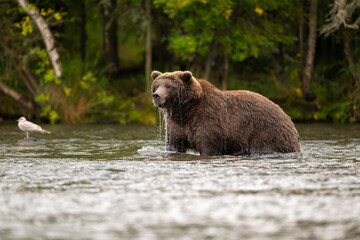 Alaskan brown bear standing in Brooks River