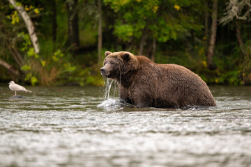 Alaskan brown bear standing in Brooks River