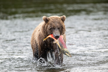 Alaskan brown bear with sockeye salmon