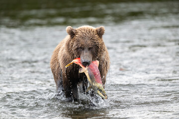 Alaskan brown bear with sockeye salmon