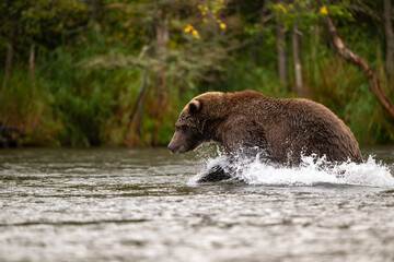 Alaskan brown bear standing in Brooks River