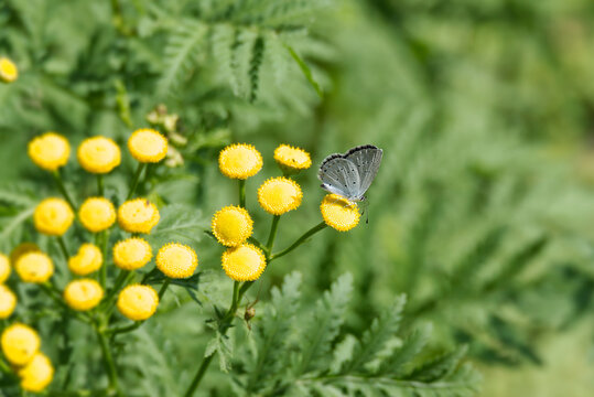 Holly Blue (Celastrina argiolus) butterfly with closed wings perched on a yellow flower in Zurich, Switzerland