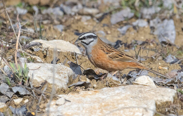 Rock Bunting (Emberiza cia) feeds on the ground in the Tunceli countryside.